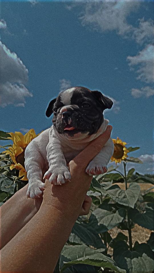 Francuski-buldog-