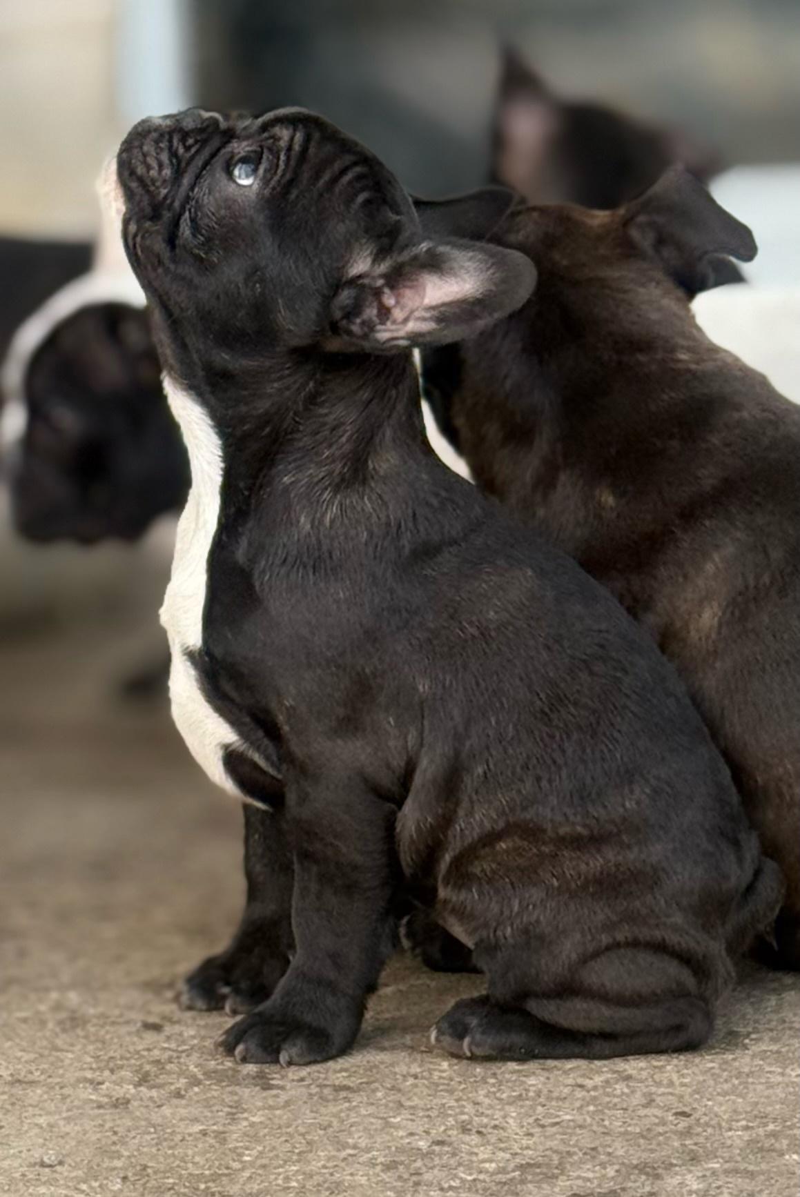 Francuski-buldog