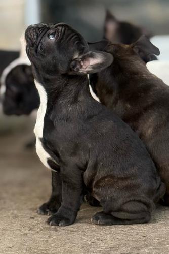 Francuski buldog