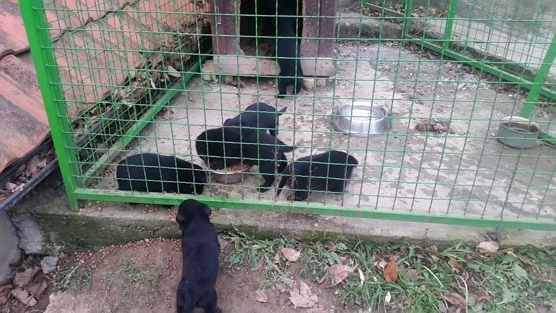 Poklanjam-štenad-Rottwailer-a