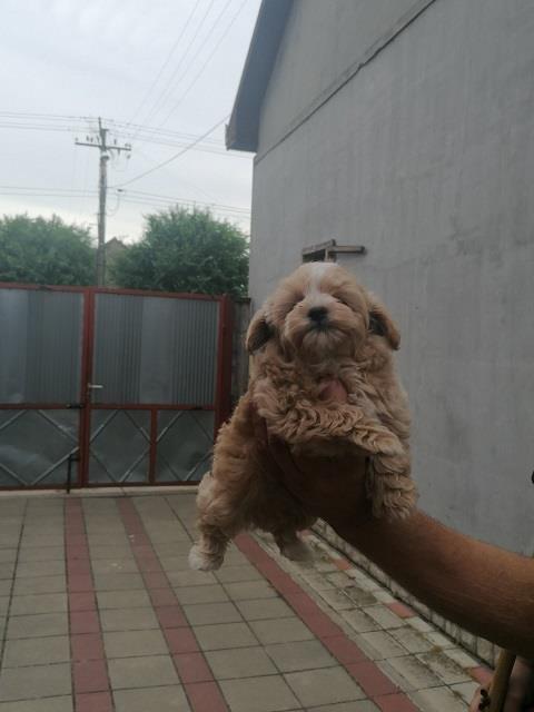 Malti-poo