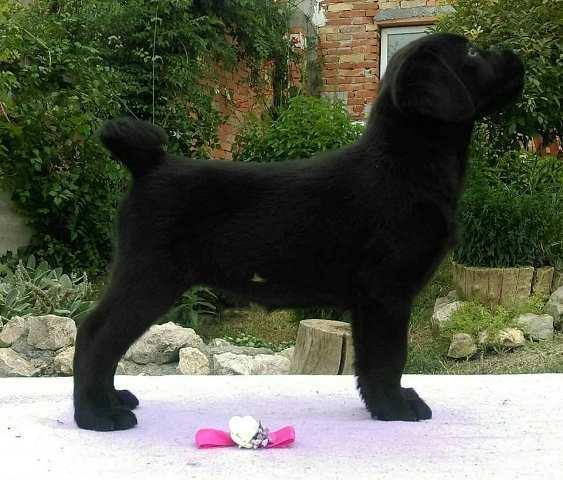Labrador-Retriver--štenci