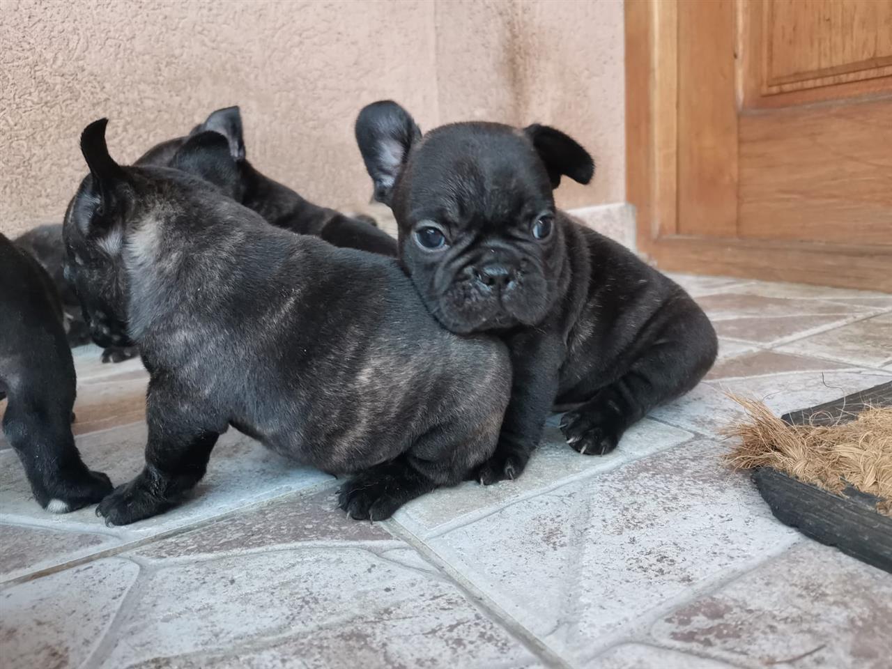 Francuski-buldog--štenci
