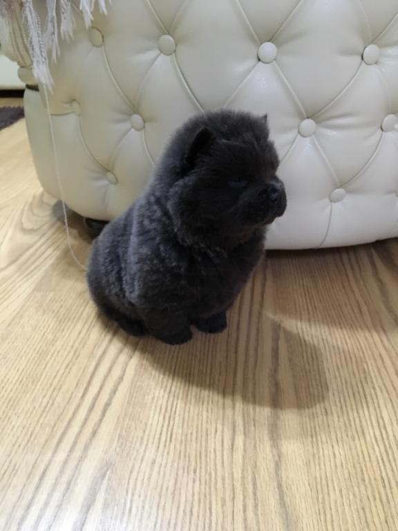 Chow-chow-cau-cau-stenad