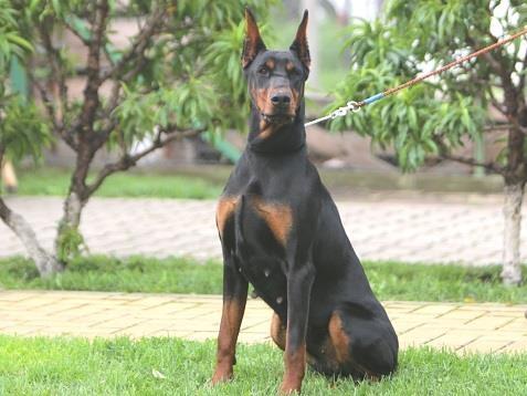 Štenci-Dobermana