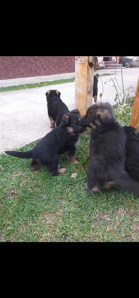 Stenad-nemackog-ovcara-