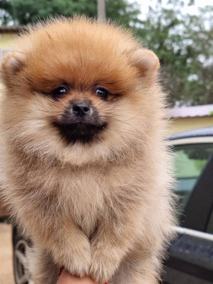 Pomeranski-spic