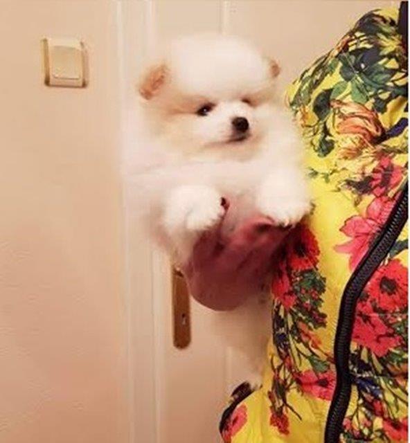 Pomeranski-spic