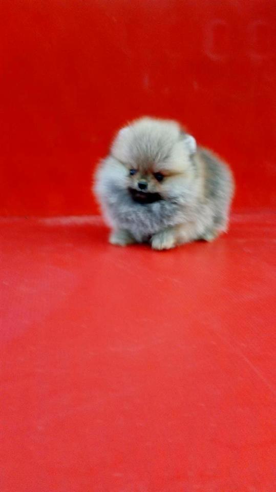 Stenad-Pomeranaca
