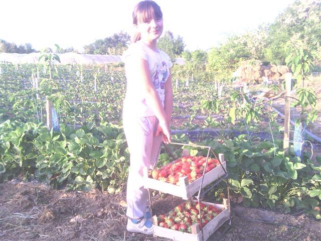 Sadnica-jagode-alba