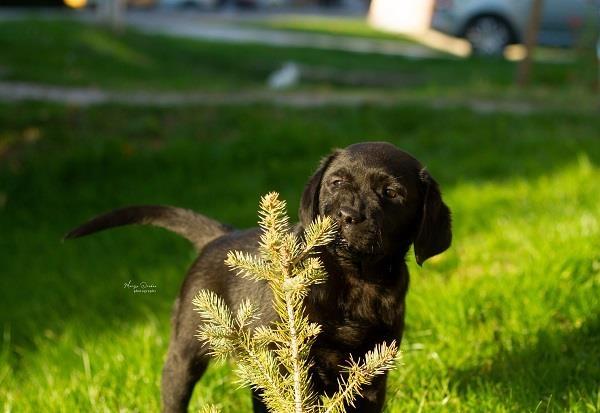 Labrador-Retriver-štenci
