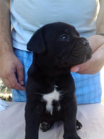 Cane-corso-štenci