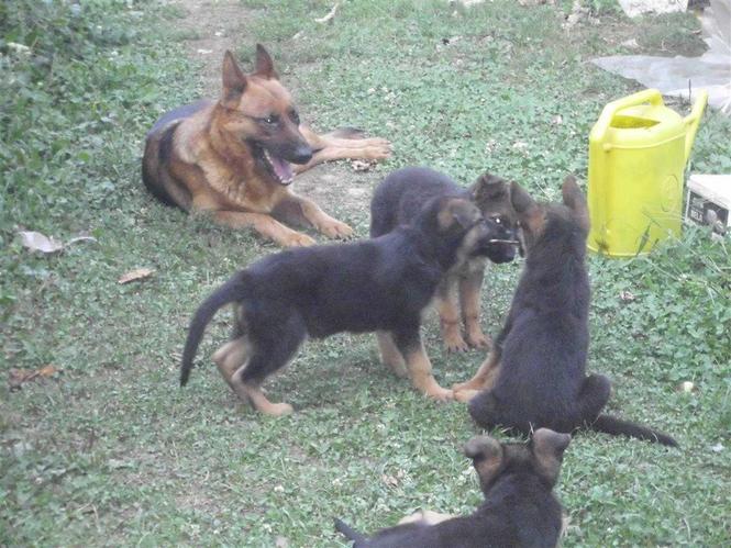 Nemački ovčar štenad