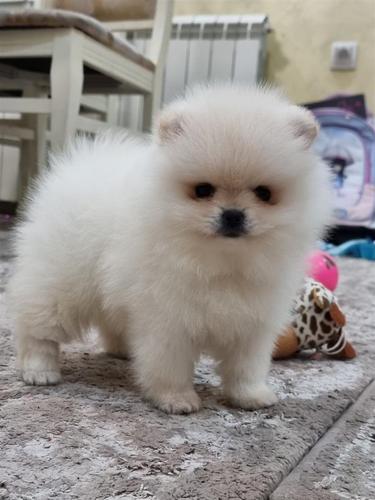 Pomeranac Boo