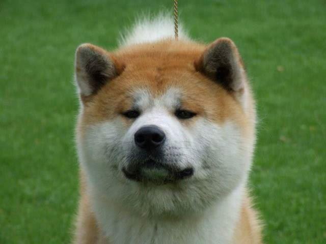 Akita-Inu--stenci