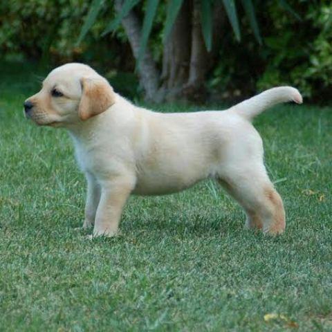 Labrador-retriver--beli-stenci