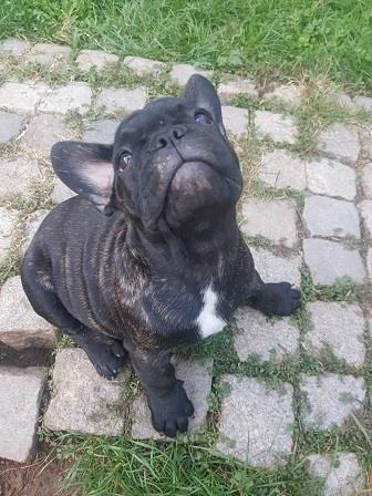 Francuski-buldog-stenci