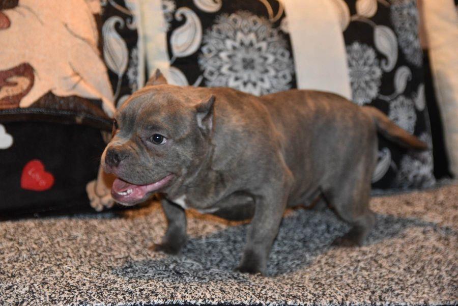 Micro-Bully---Mikro-Buli