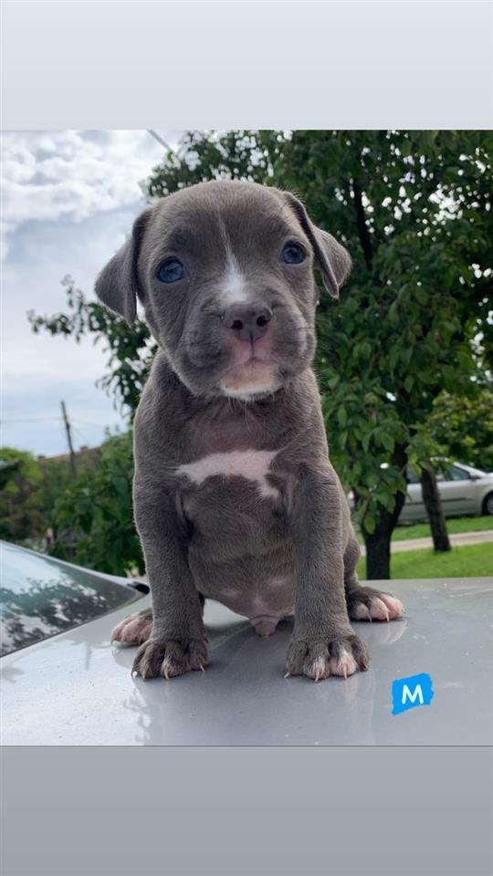 Pit-Bull-Lilac---Blueline-