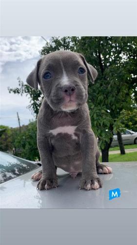 Pit Bull Lilac & Blueline 