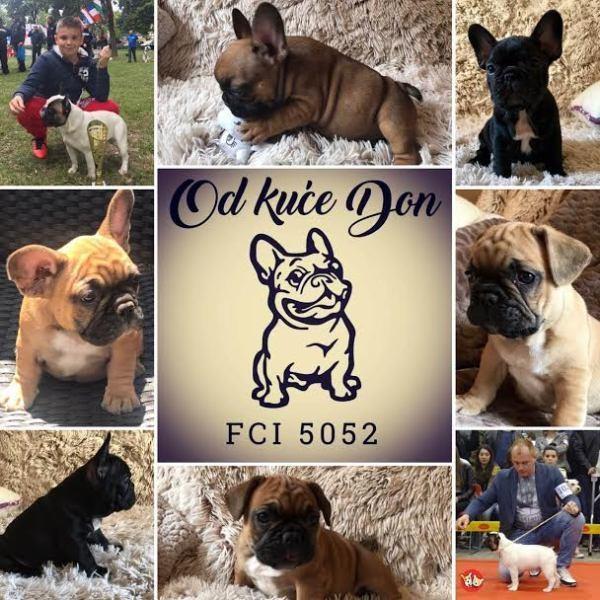 -Francuski-buldog-OD-KUCE-DON