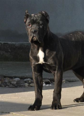 CANE-CORSO