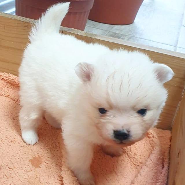 Pomeranski-Spic