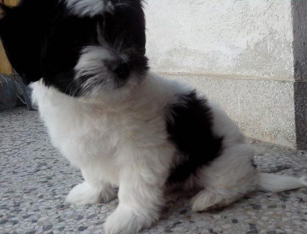 Coton-de-Tulear---muska-stenad-odlicnog-porek