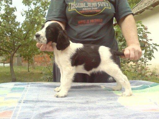 Engleski-springer-spanijel