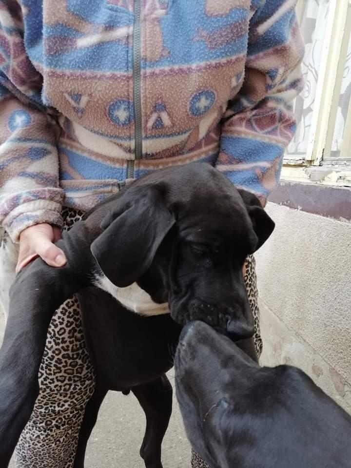 Nemačka-doga-štenci-