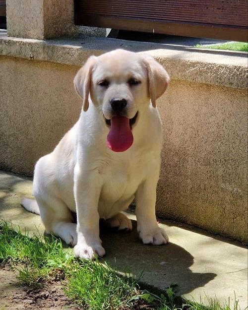 Labrador-retriver
