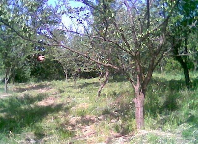 Plac-1000m2-u-Popucke---Krivosija