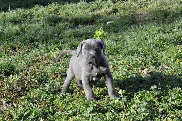 Cane-Corso--prelepi-štenci