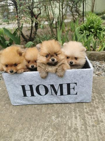 Pomeranac-stenci