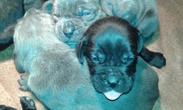 Cane-Corso-sivi-stenci