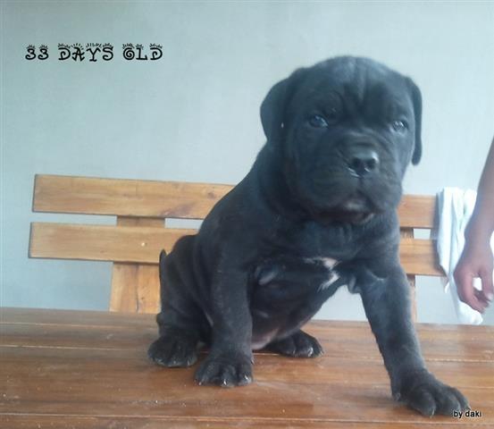 Cane-Corso---odlicna-stenad