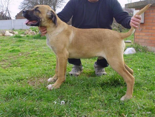 Cane corso muzjak