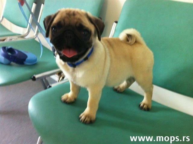 Mops-stenad-