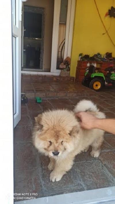 Chow-Chow-zenkica