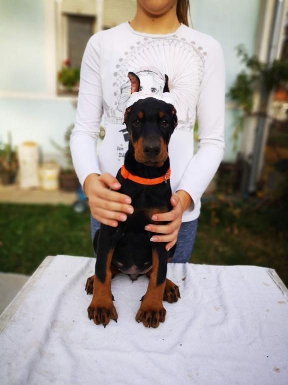 Doberman-štenci