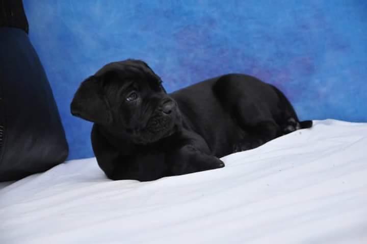 Stenci-Cane-Corso