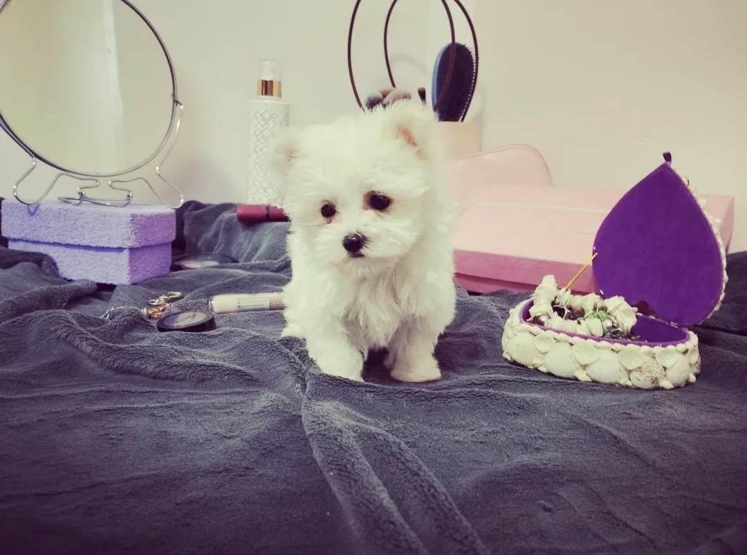 Maltezer