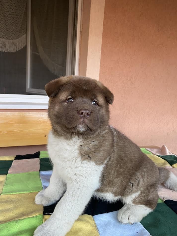 Američka-Akita-