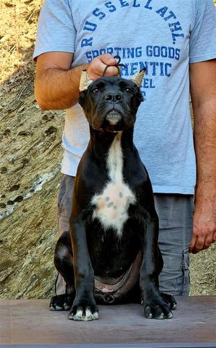 Štenci Cane Corso