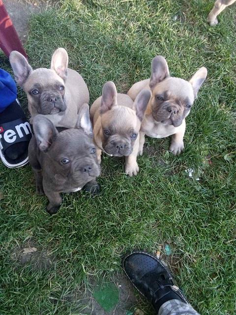Francuski-buldog-stenci