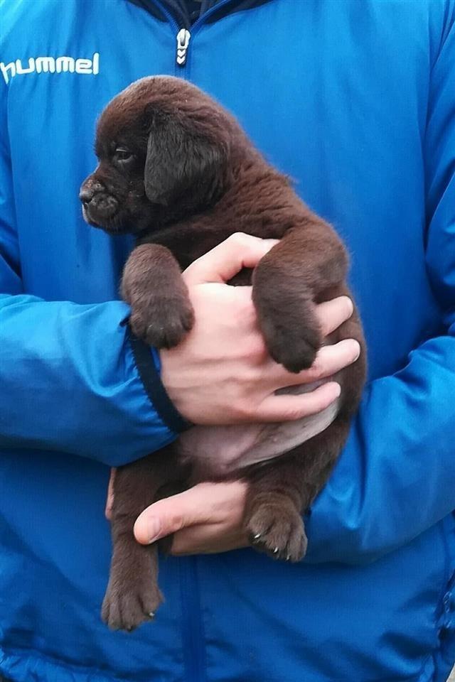 Labrador-Retriver