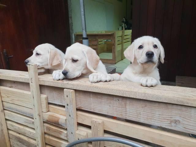 Labrador-retriver--stenci