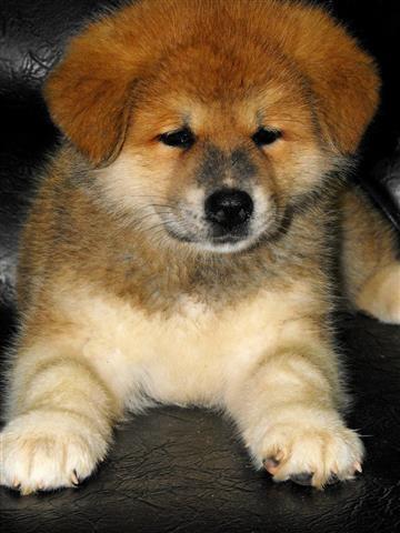 Akita inu
