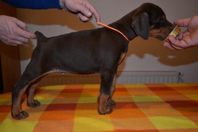 Doberman-stenad