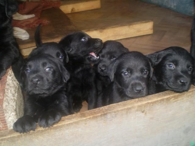 LABRADORI